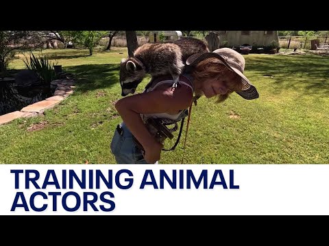 Phoenix company training animals for films and TV shows
