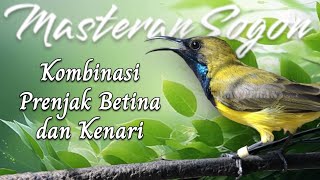 Download lagu Masteran Sogon Kombinasi Prenjak Betina & Kenari — Materi Lengkap #pancingansogon #sogongacor #sogon mp3