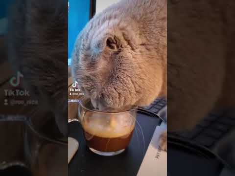 cat drink coffee ☕
