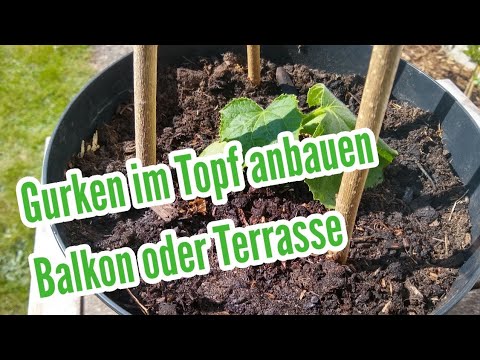 , title : 'Gurken im Topf anbauen auf Balkon Terrasse Gurken anbau pflanzen'