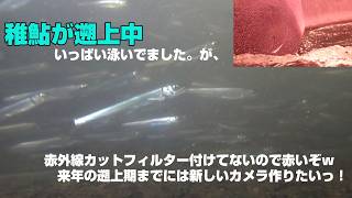 鮎の滝登りをながめよう　（画面が赤いｗ）