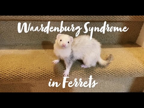 Wardy Ferrets