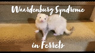 Waardenburg Syndrome in Ferrets