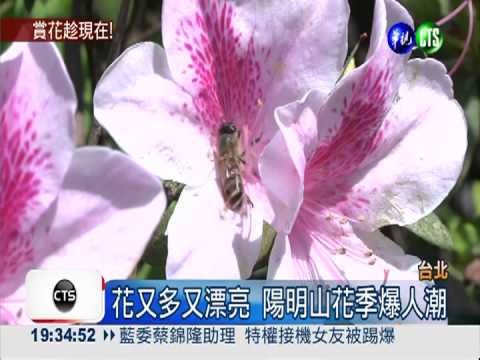 吉野櫻綻放! 陽明山花季爆人潮