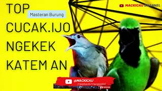 Download lagu CUCAK IJO MASTERAN BURUNG TOP NGEKEK SAMBUNG KAPAS TEMBAK@mackicau mp3 Download lagu CUCAK IJO MASTERAN BURUNG TOP NGEKEK SAMBUNG KAPAS TEMBAK@mackicau mp3
