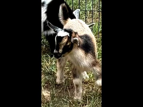 Baby goats spark rabies fears in North Carolina