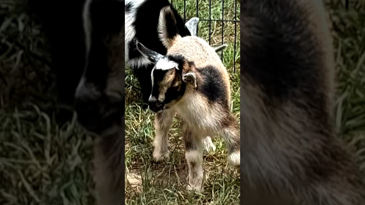 Video: North Carolina health officials warn of rabies exposure from baby goats at Farm Adventures petting zoo