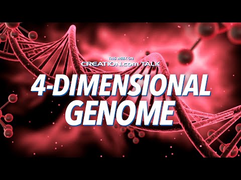 4-Dimensional Genome