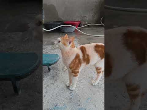 3 Tips Your Cat Want Your Time ❤️🤗 #cat #animallovers #growwithcats #catwatch #cathotel #cathouse