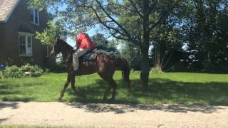 Cleo, Tennessee Walker mare