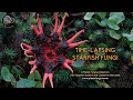 Time-lapsing starfish fungi with Stephen Axford – as seen on Planet Earth II