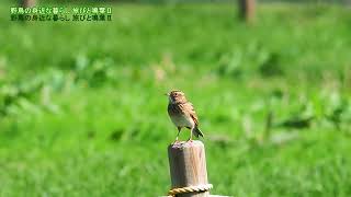 野鳥の身近な暮らし ヒバリのさえずり 2025年10月27日