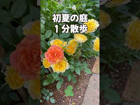 一年中花を咲かせる観葉植物は何ですか?美しい季節を自宅で過ごすためのトップ 6!  庭園