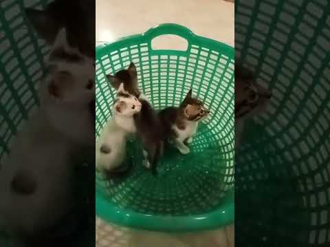 shadow Mike and tiger play time