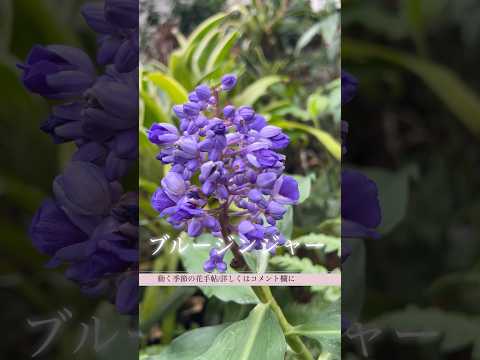 馬糞を嫌う植物は何ですか?何のために ？何に置き換えますか?  庭園