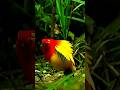Amazing Love Bird New Dance Shorts Dance