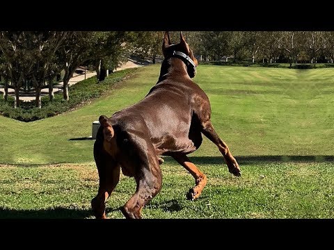 BEST OF DOBERMAN | THE SUPER INTELLIGENT DOG