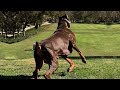 BEST OF DOBERMAN THE SUPER INTELLIGENT DOG