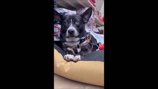 Video preview image #1 Mutt Puppy For Sale in Shelburne, VT, USA
