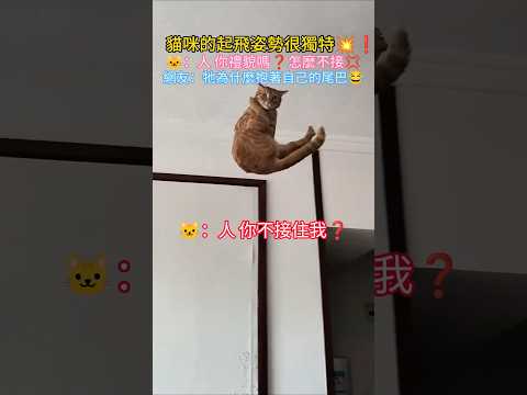 貓的起飛方式很獨特💥❗ 🐱：你禮貌嗎❓不接嗎❓ 網友：牠為啥抱住自己的尾巴😂 #cat #cute #shorts #funny #funnyshorts