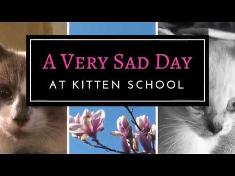A very, very Sad day - Dealing with the Loss of a Foster Kitten