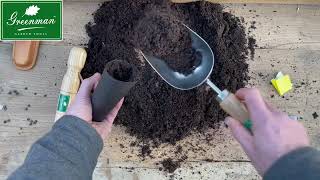 How to plant sweet peas