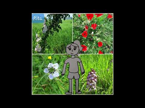 Anteprima: Nottenera Junior 2020