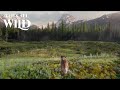 The Call of the Wild | Answer The Call Clip | 20th Century Studios