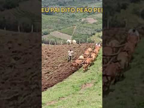 PAI E FILHO ARANDO TERRA EM DOM VIÇOSO