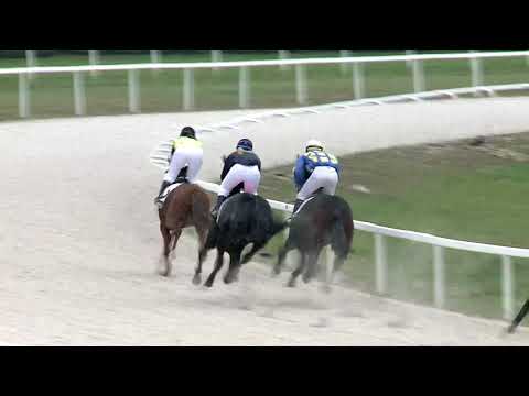 2020.11.15. 03. futam - NYERETLENEK VERSENYE (V.kat.) (szintetikus pálya)