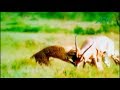 Animal Fight Club Cheetah Hunts Grant S Gazelle