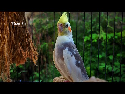 Cockatiel Singing Sounds: A Handsome Male Cockatiel - Part 1