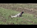 English Setter North Macedonia Podivarensis