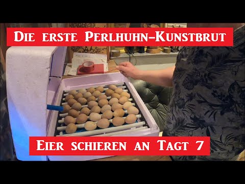 Die erste Perlhuhn-Kunstbrut  ! Eier schieren an Tag 7 .