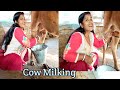 Awesome Cow Milking And Drinking Cow Milk