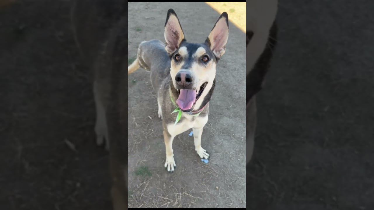 Buster -- LONGTIME RESIDENT!, an adoptable mixed breed in Thousand Oaks, CA video 2/2