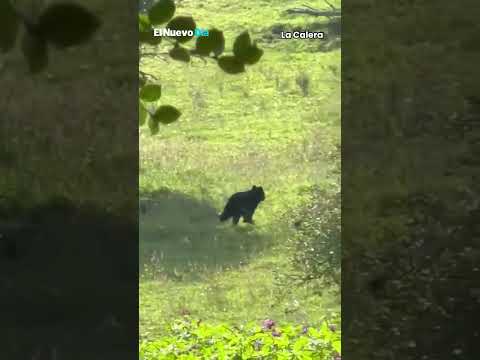 ¡El "Guardián de los Andes" recorre las veredas de La Calera!