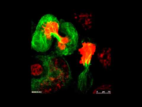 Global phosphoproteomic mapping of early mitotic exit in human cells identifies novel substrate...