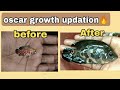 Oscar 2 growth updation🔥| Aqua Tips Malayalam