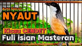 Download lagu MASTERAN KICAU BURUNG CENDET GACOR FULL ISIAN AMPUH PANCINGAN PIKAT JOSJIS mp3