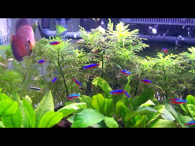 40 gallon breeder discus community planted tank