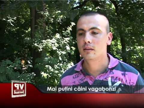 Mai puini câini vagabonzi