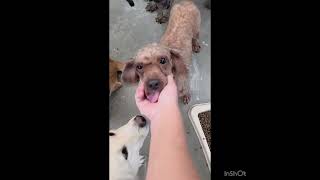 Video preview image #1 Poodle (Toy) Puppy For Sale in Seattle, WA, USA