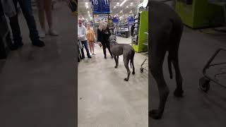 Blue Great Dane