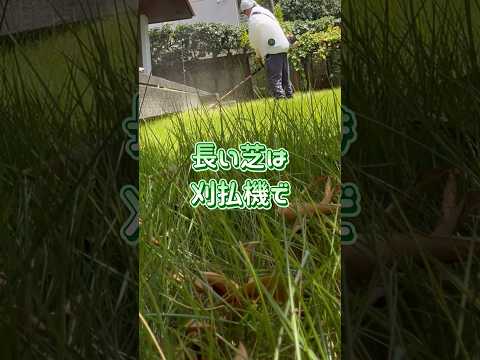 厚くて緑の芝生を育てるにはどうすればよいでしょうか？経験豊富な庭師が知っている5つの良いアクション!  庭園