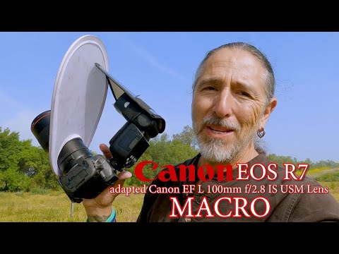 💖 Canon R7 macro with adapted Canon EF L 100mm f/2.8 IS USM Lens - an AMAZING combo - my favorite!!