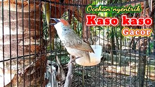 Download lagu kaso kaso gacor isian kluar semua mp3