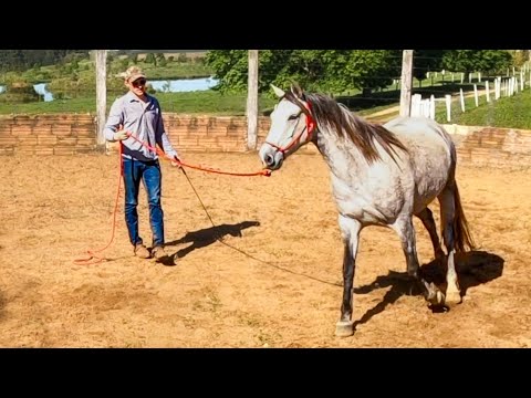 THE BEST WAY To Lunge a Horse! (For Control And Respect)