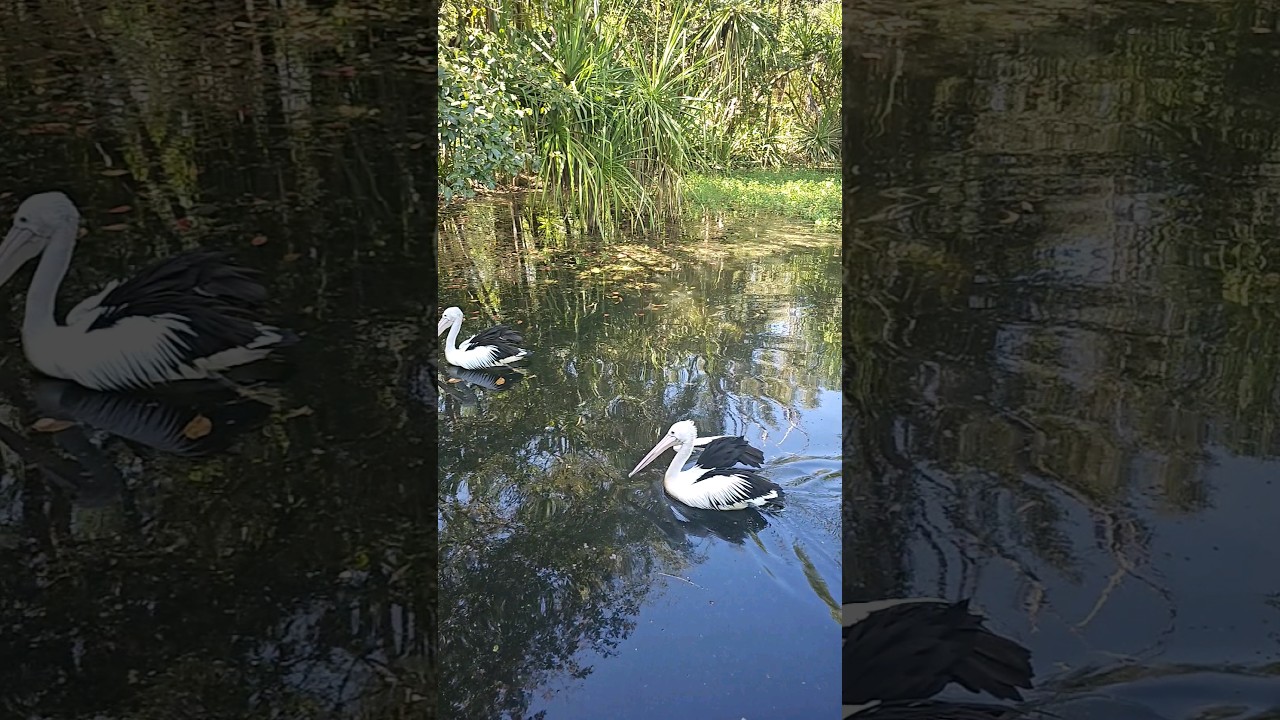 YouTube Short thumbnail