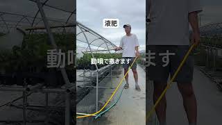 切り離したら定期的に液肥 #いちご #農業 #農協